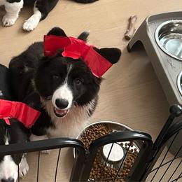 Osito (Fluffy) Male - Black and white male American Corgi puppy in Virginia from Beaucoup Corgis