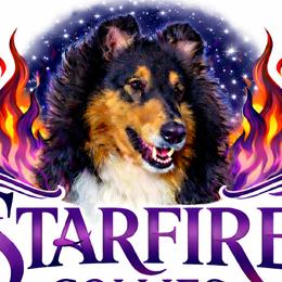 Collies from Starfire Collies