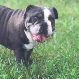 Bulldogs from Graceland Bulldogs
