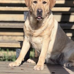 Honey - Labrador Retriever