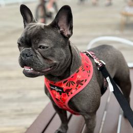 Fern - French Bulldog