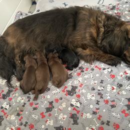 Dove - Chocolate female Dachshund puppy in Wolf Lake, Indiana from Canisteo Dachshunds