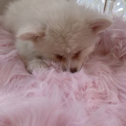 Pomeranian, Pomsky, and Siberian Husky Puppies from Pine & Sea Poms and Pomskies