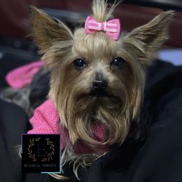 Roxie - Yorkshire Terrier