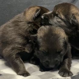 German Shepherds from Bittersweet Shepherds