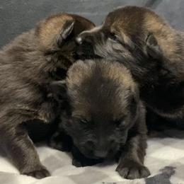 German Shepherds from Bittersweet Shepherds