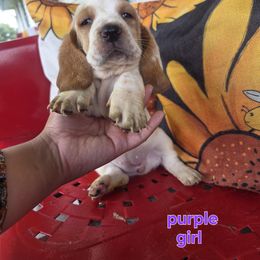 Basset Hound Puppies from Synbella's Charming Basset's