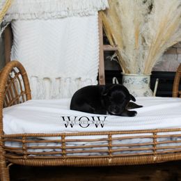 Girl 1 - Miniature Australian Shepherd puppy in Oshoto, Wyoming from Way Out West Toy & Mini Aussies