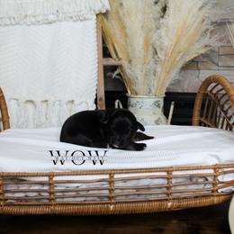 Girl 1 - Miniature Australian Shepherd puppy in Oshoto, Wyoming from Way Out West Toy & Mini Aussies
