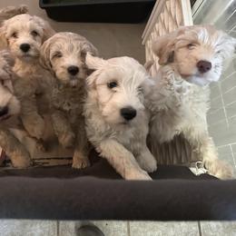 Dancer - Cream male Australian Cobberdog puppy in Scottsdale, Arizona from Mud Pies Australian Cobberdogs