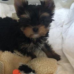 Yorkshire Terrier Puppies from MagnoliaYorkies