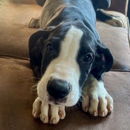 Mister Chill - Black and white male Great Dane puppy in Clayton, Washington from DaneLand Farm