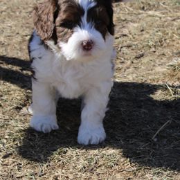 Australian Labradoodle Puppies from Oodles Of Fluffy Doodles