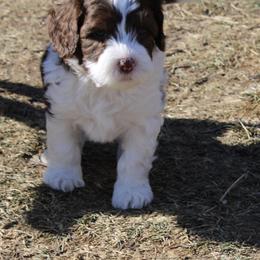 Australian Labradoodle Puppies from Oodles Of Fluffy Doodles