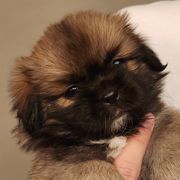 Strawberry Shortcake (Purple) - Sable Tibetan Spaniel puppy in Atlanta, Georgia from Graymatter