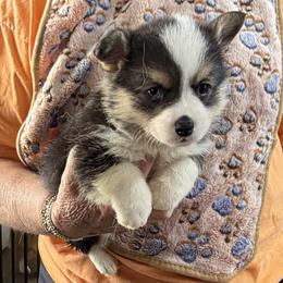 Boy 2 - Black and tan male Pembroke Welsh Corgi puppy in Moulton, Alabama from Reed's Pembroke Corgi Welsh