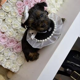 Penny - Black and tan female Yorkshire Terrier puppy in Illinois from Pretty Little Yorkies