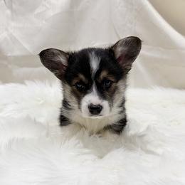 Clyde - Black and tan male Pembroke Welsh Corgi puppy in El Dorado Springs, Missouri from Trixie Dixie