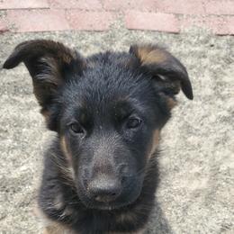 German Shepherd and Pembroke Welsh Corgi Puppies from Muddy Paws Corgis / Von Blake's Gedächtnis German Shepherds