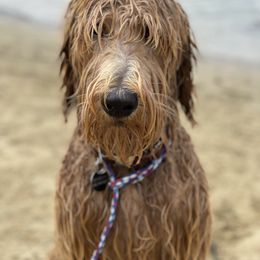 Goldendoodle Puppies from Golden Rule Doodles
