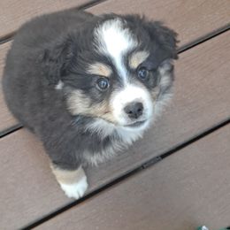 Toy Australian Shepherd Puppies from Honeybee Haven's Toy Aussies