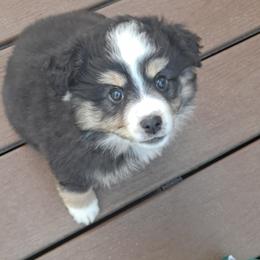Toy Australian Shepherd Puppies from Honeybee Haven's Toy Aussies