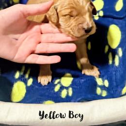 Goldendoodle Puppies from Mini Goldendoodles
