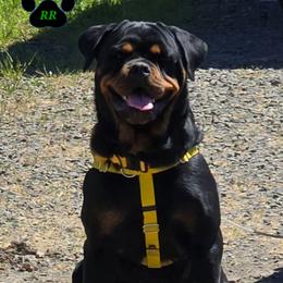 Sunni 💛 - Rottweiler