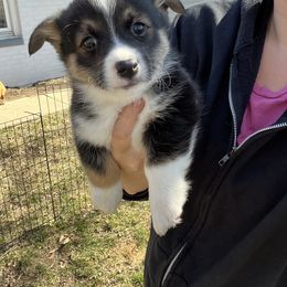 American Corgi Puppies from Whitecreek Corgis of Columbus, IN