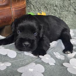 Ace - Black male Miniature Schnauzer puppy in Hickory, North Carolina from Selene's Schnauzers