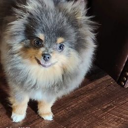 Indie - Pomeranian