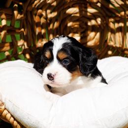 Bones - Tri-color male Bernedoodle puppy in Glendale, Arizona from Arizona Bernedoodles