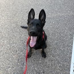 Maroon - Bi-color male German Shepherd puppy in Buckeue, Arizona from Légende Vivante Du Chief Kennel