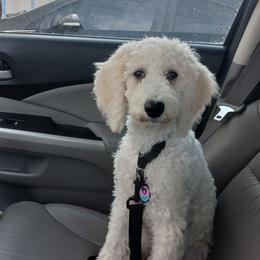 Poodle Puppies from Ramsey Therapy Dogs