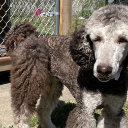 Aussiedoodles, Australian Shepherds, and Poodles from Barefoot Kennel