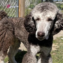 Aussiedoodles, Australian Shepherds, and Poodles from Barefoot Kennel