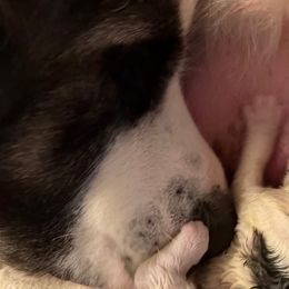 Pyrenean Mastiff Puppies from Bella Dulce