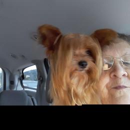 Jack - Yorkshire Terrier