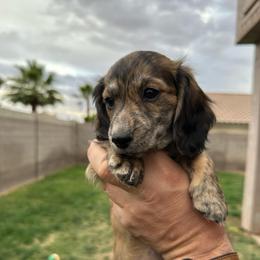 Emmi - Brindle female Dachshund puppy in Casa Grande, Arizona from Short n Sassy Dachshunds of AZ
