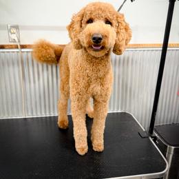Goldendoodle All Grown Up from Smoodles