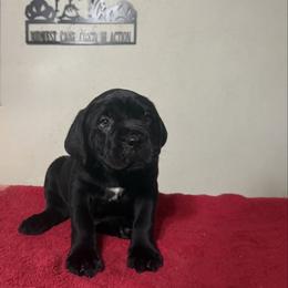 Dallas - Black male Cane Corso puppy in Sullivan, Missouri from Midwest Cane Corso in Action