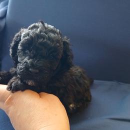Ebony - Silver male Poodle puppy in Blanch, North Carolina from Faithful Hearts Kennel