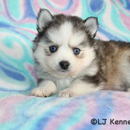 Spinach - Black and white female Pomsky puppy in Centerville, Iowa from LJ Kennels Pomskies, LLC