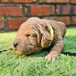 HONEY - Apricot male Goldendoodle puppy in Harris County, Texas from Cute & Curly Doodles