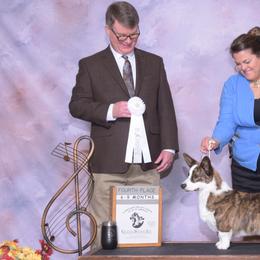 Cardigan Welsh Corgis, Keeshonden, and Rottweilers from KeeRocka Show Dogs
