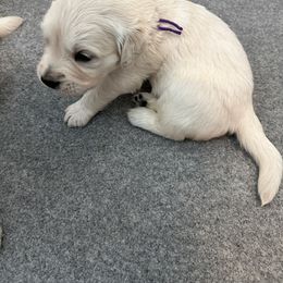 Boy 5 - Light golden Golden Retriever puppy in Queen Creek, Arizona from Misty River English Goldens