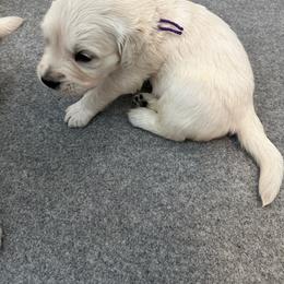Boy 5 - Light golden Golden Retriever puppy in Queen Creek, Arizona from Misty River English Goldens