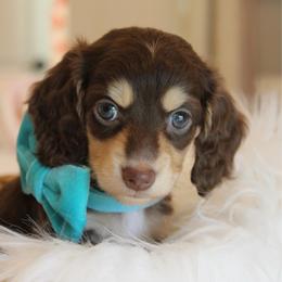 Murphy - Chocolate and cream male Dachshund puppy in Laurel, Mississippi from Kissinger Dachshunds