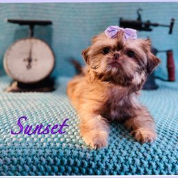 Shih Tzus from Shih Tzu Wiggle Waggles