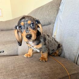 Patrick - Dapple male Dachshund puppy in Tonopah, Arizona from Brandie's Dachshunds